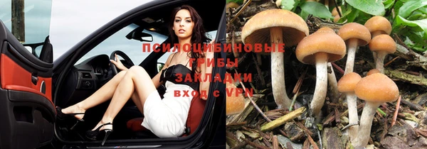 прущие грибы Абинск